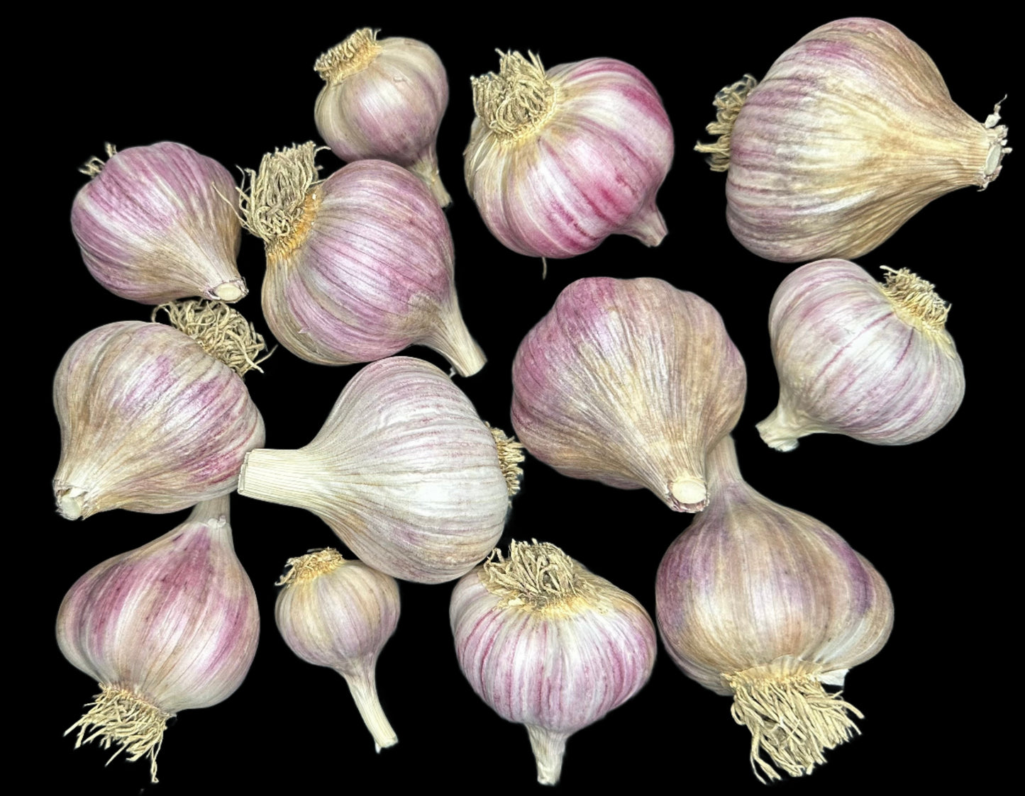 Purple Glazer Gourmet Garlic