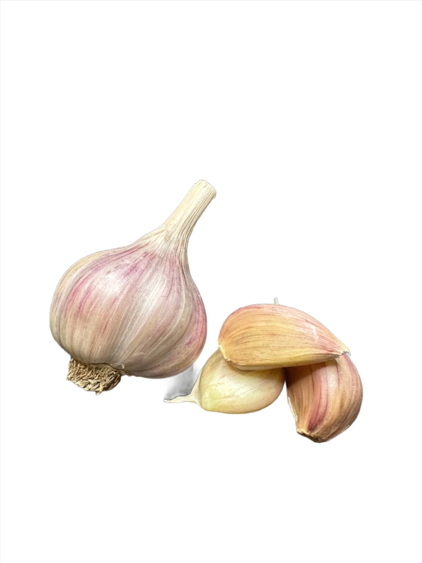 Romanian Red Gourmet Garlic