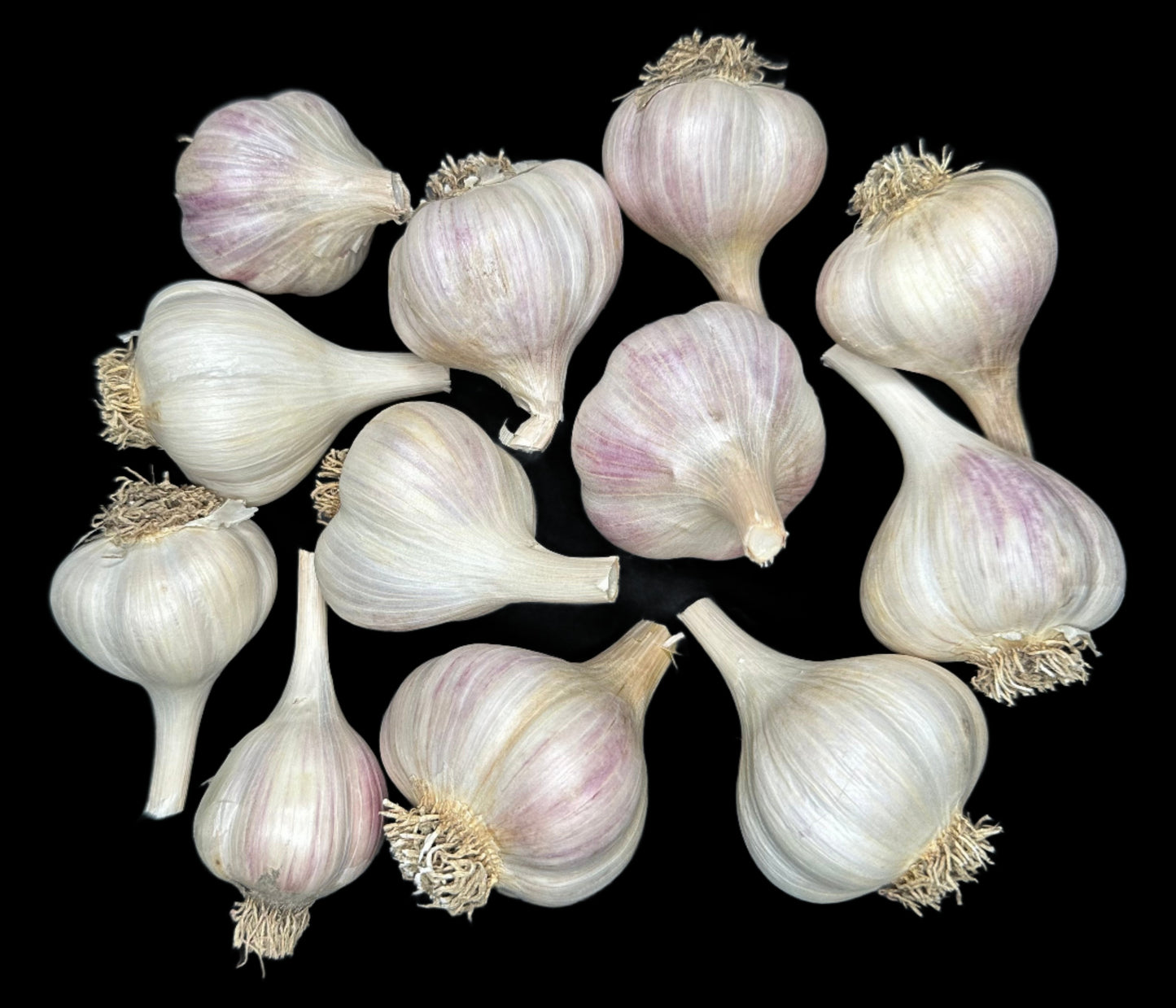 Music Gourmet Garlic