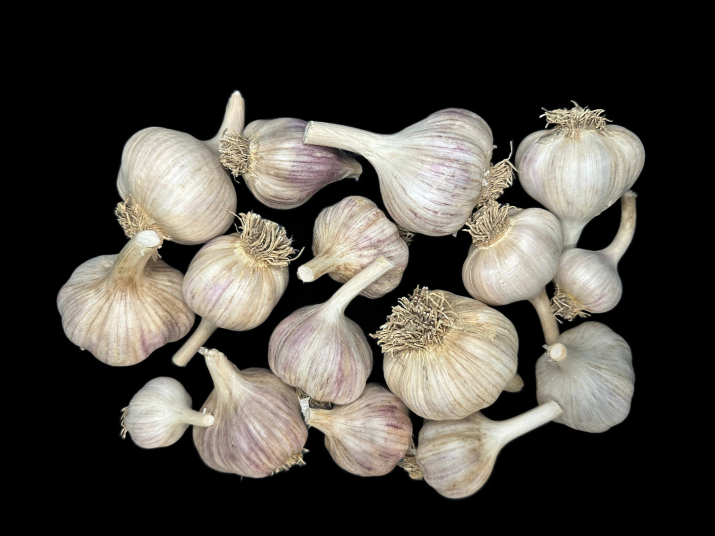 Spanish Roja Gourmet Garlic