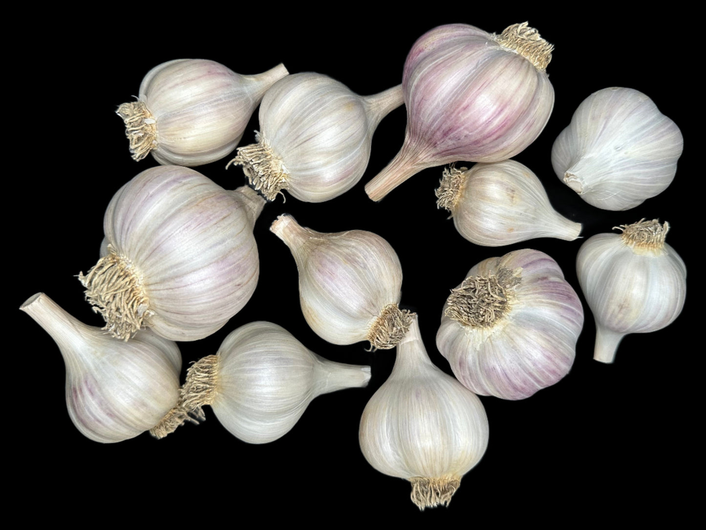 Romanian Red Gourmet Garlic