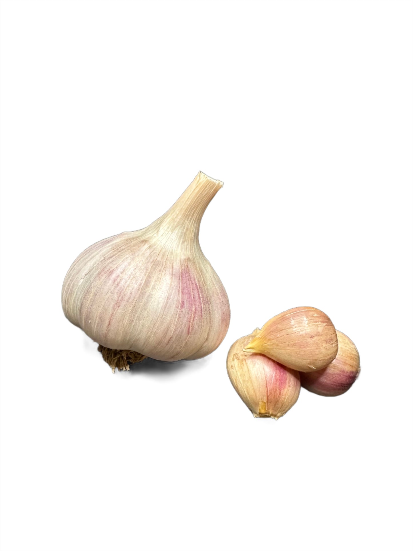 Music Gourmet Garlic