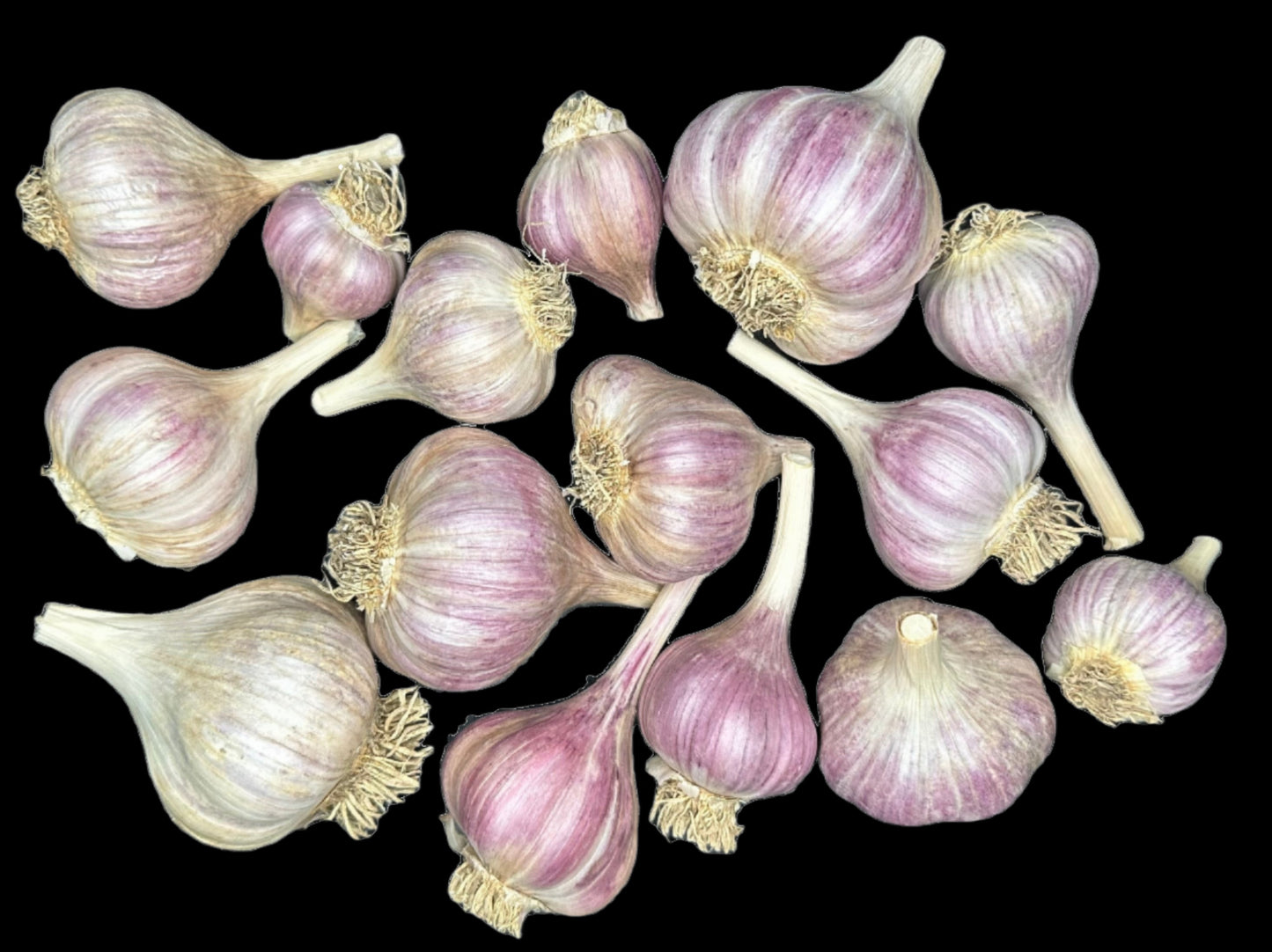 Chesnok Red Gourmet Garlic