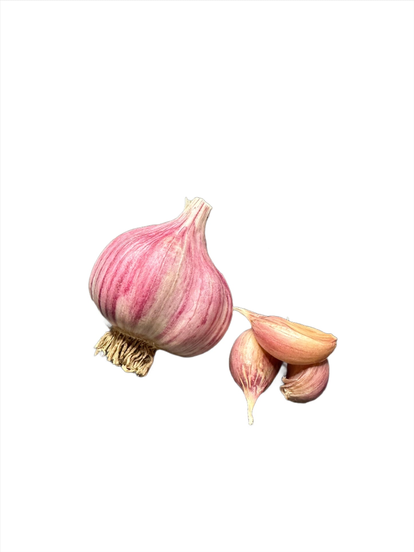 Purple Glazer Gourmet Garlic