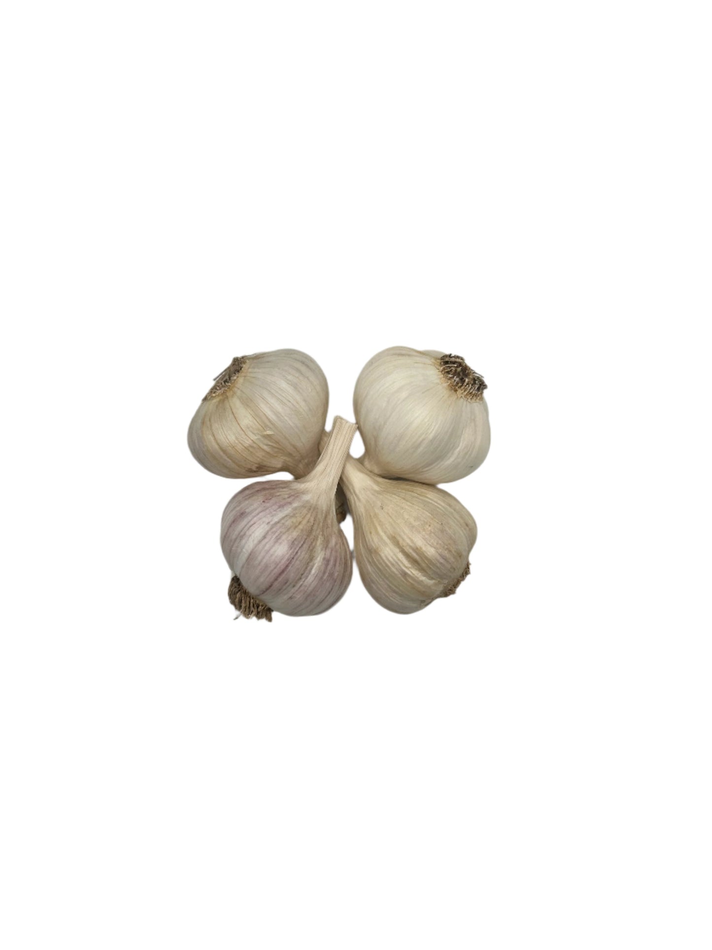 Garlic Variety Pack